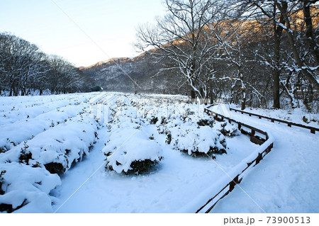 冬 雪景色 樹木 73900513