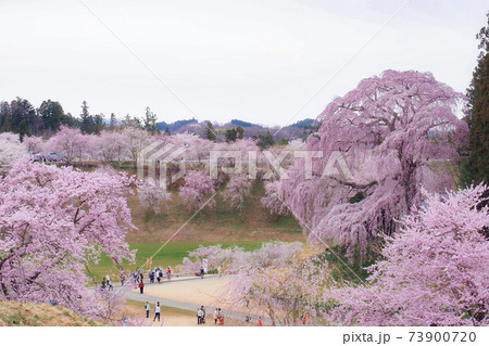 【福島】合戦場のしだれ桜 遠景 【福島】合戦場のしだれ桜 遠景 73900720