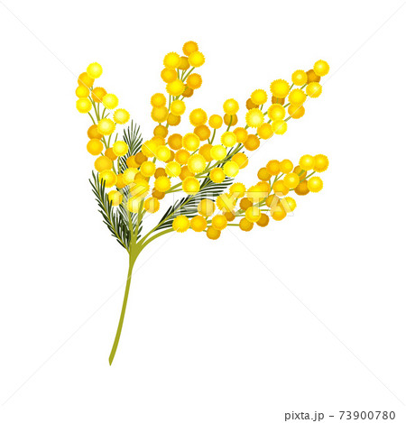 Evergreen Acacia Dealbata or Mimosa with Bipinnate Glaucous Leaves and Globose Bright Yellow Flowerheads Vector Illustration 73900780