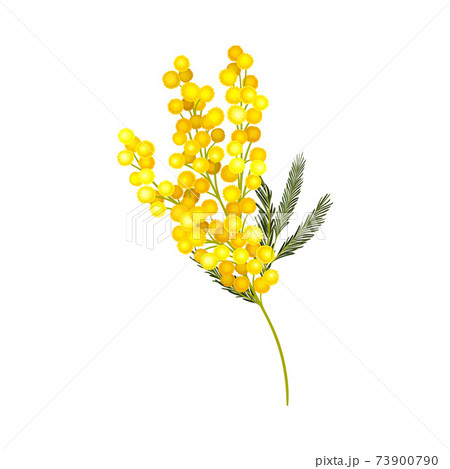 Evergreen Acacia Dealbata or Mimosa with Bipinnate Glaucous Leaves and Globose Bright Yellow Flowerheads Vector Illustration 73900790