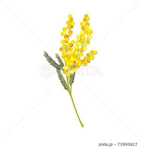 Acacia Dealbata or Mimosa with Bipinnate Leaves and Yellow Racemose Inflorescences Vector Illustration Acacia Dealbata or Mimosa with Bipinnate Leaves and Yellow Racemose Inflorescences Vector Illustration 73900827