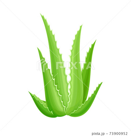 Aloe Vera Succulent Plant With Thick Leaves As のイラスト素材