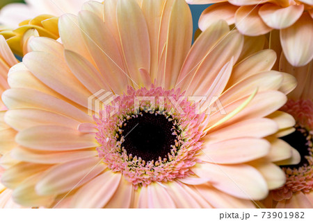 bouquet gerbera flowers and space for your text. close up bouquet gerbera flowers and space for your text. close up 73901982