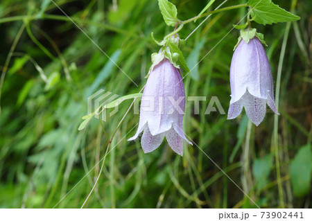 ホタルブクロの花の写真素材