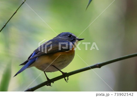 ルリビタキ 73902542
