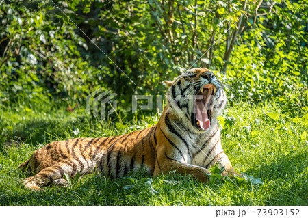 The Siberian tiger,Panthera tigris altaica in a park 73903152