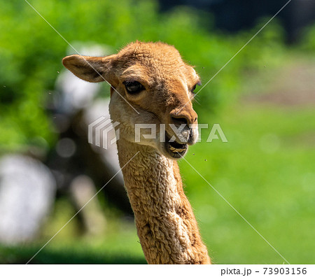 Vicunas, Vicugna Vicugna, relatives of the llama 73903156
