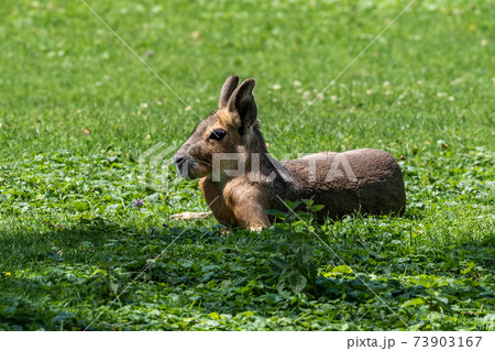 Patagonian Mara, Dolichotis patagonum are large relatives of guinea pigs 73903167