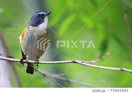 ルリビタキ ルリビタキ 73903881