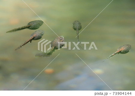 オタマジャクシ 73904144