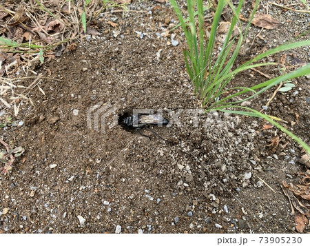 穴蜂と思われる昆虫と地面にある巣穴/The insect 73905230