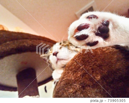 足を放り出して気持ちよく寝るネコ 足を放り出して気持ちよく寝るネコ 73905305