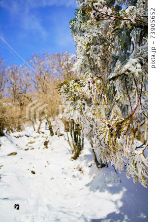 神奈川県・大山の登山道の凍り付いたハリモミ 73905652