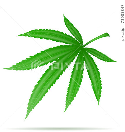 Cannabis Marijuana Leaf Medicinal Drug のイラスト素材