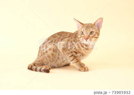 斑点模様のオシキャット 73905932