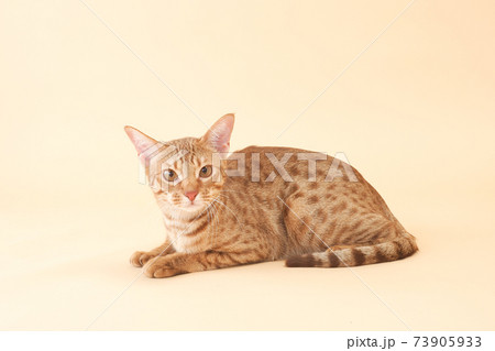 お座りした斑点模様のオシキャット 73905933