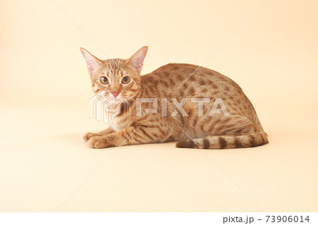カメラ目線のオシキャット カメラ目線のオシキャット 73906014