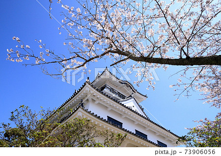 館山城と桜 館山城と桜 73906056