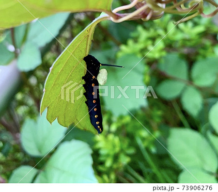 葉の裏側にいる黒い芋虫(毛虫)/The caterpillar 73906276