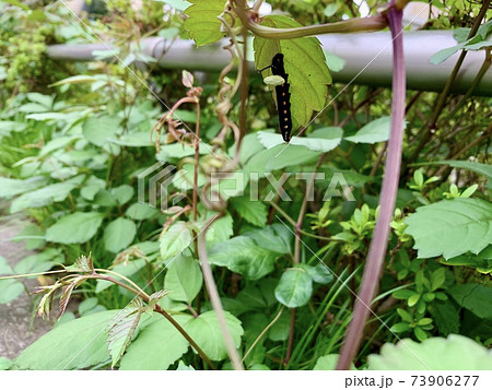 葉の裏側にいる黒い芋虫(毛虫)/The caterpillar 葉の裏側にいる黒い芋虫(毛虫)/The caterpillar 73906277
