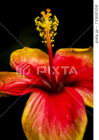 Fully blooming red and yellow hibiscus flower Fully blooming red and yellow hibiscus flower 73906508