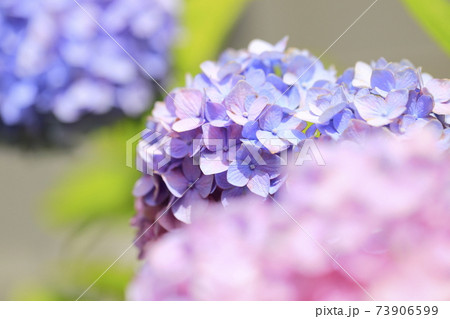 色が変わりつつあるアジサイ 73906599