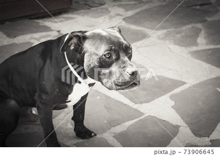 Black pit bull standing in friendly attitude 73906645