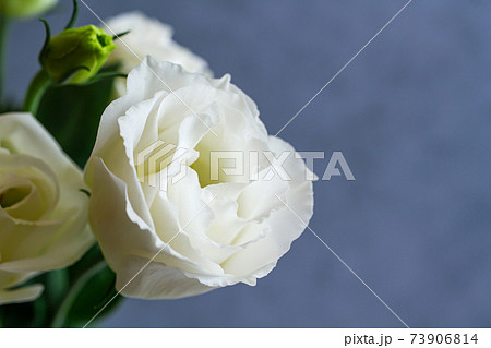トルコキキョウ 白い花の背景素材の写真素材