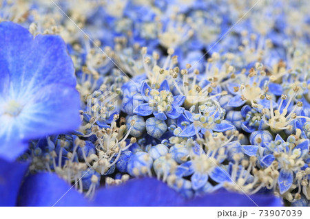 ブルーのガクアジサイ 73907039