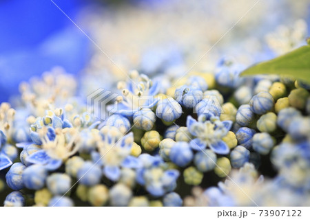 ブルーのガクアジサイ　 73907122