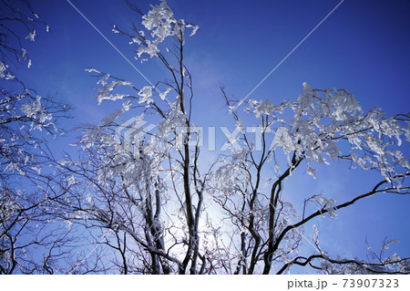 阿夫利山(大山)の山頂付近の氷の花を咲かせた樹木 阿夫利山(大山)の山頂付近の氷の花を咲かせた樹木 73907323