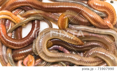 Many earthworms crawling together closeup photo Many earthworms crawling together closeup photo 73907990