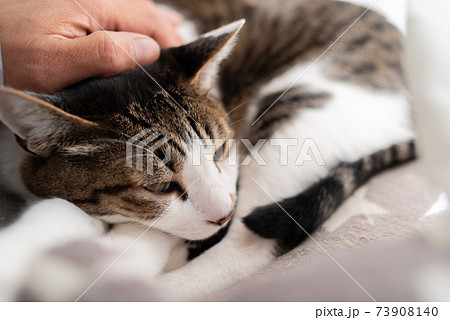 くつろぐ猫を撫でる　キジトラ猫 73908140