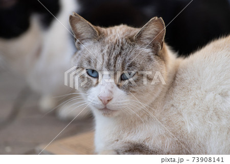 見つめる猫　　シャム系 73908141