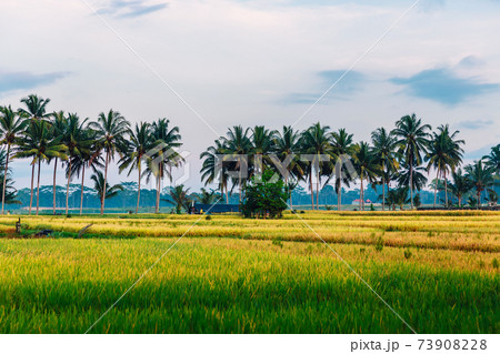 Rise field with coconut palms and cloudy sky in Bali, Indonesia Rise field with coconut palms and cloudy sky in Bali, Indonesia 73908228