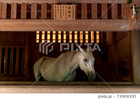 伊勢下宮 御厩の神馬 笑智号 73908395
