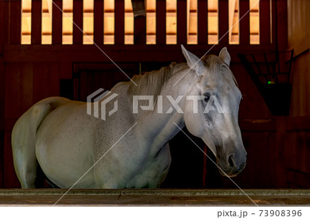 伊勢下宮 御厩の神馬 笑智号 伊勢下宮 御厩の神馬 笑智号 73908396