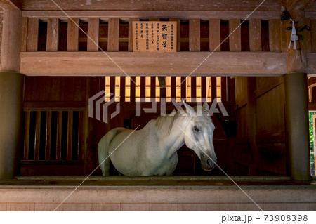 伊勢下宮 御厩の神馬 笑智号 伊勢下宮 御厩の神馬 笑智号 73908398