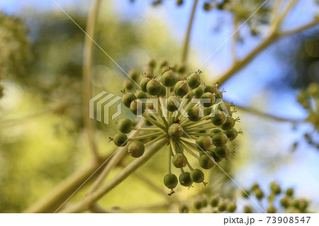 ヤツデの蕾 73908547