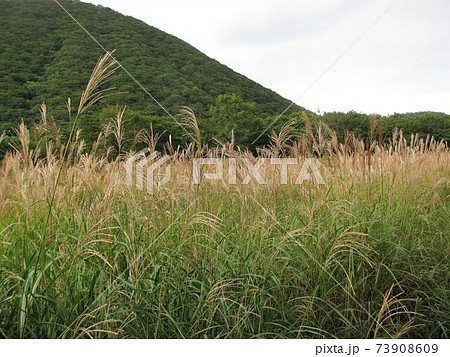 ススキのある風景 73908609