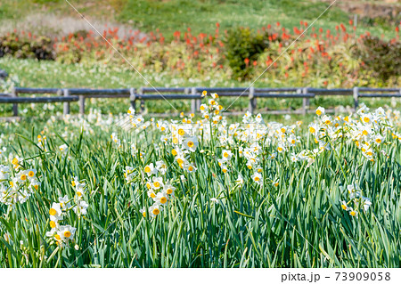 静岡県下田市爪木崎 野水仙の群落地 アロエの花の写真素材