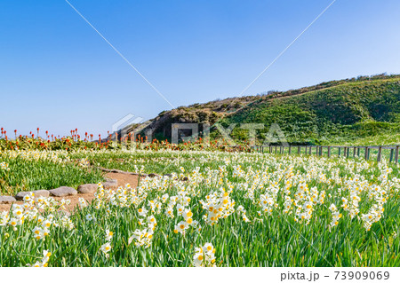 静岡県下田市爪木崎　野水仙の群落地　アロエの花 73909069