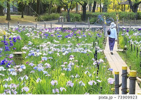 しょうぶ沼公園 東京都足立区谷中 しょうぶ沼公園 東京都足立区谷中 73909923