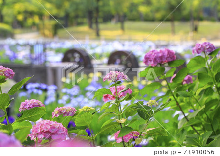 しょうぶ沼公園　東京都足立区　アジサイと菖蒲田と水車 73910056