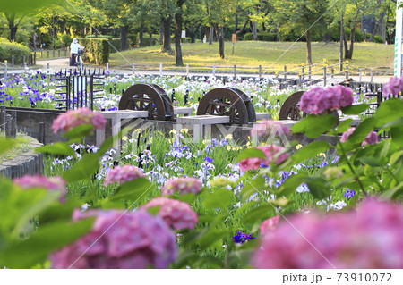 しょうぶ沼公園　東京都足立区　アジサイと菖蒲田と水車 73910072
