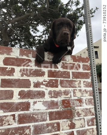 カリフォルニアで犬が壁から身を乗り出してこちらを見つめてくる姿の写真素材