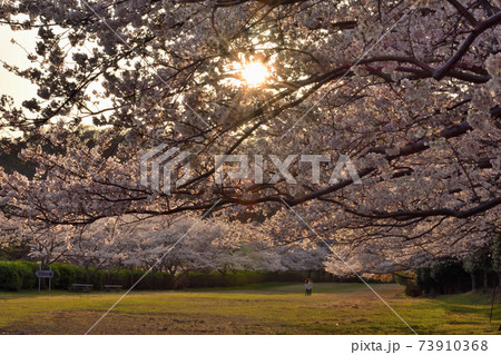東伊豆町の桜 73910368