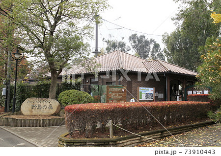 オーストラリアの鳥達　クルマサカオウム　　 73910443