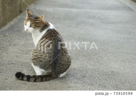 東京の可愛い野良猫の写真素材