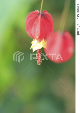 かわいいチロリアンランプの花 73910684